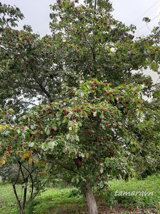 Боярышник перистонадрезанный (Crataegus pinnatifida)