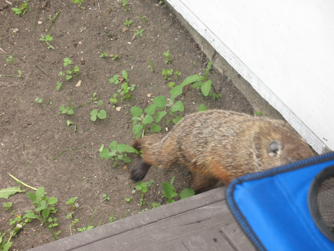 Wisconsin Nature At Home Groundhog Day Remembering A Close Encounter