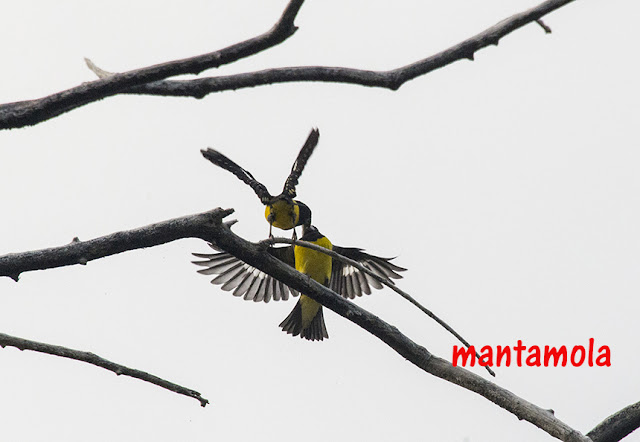 Spotted-winged Grosbeak