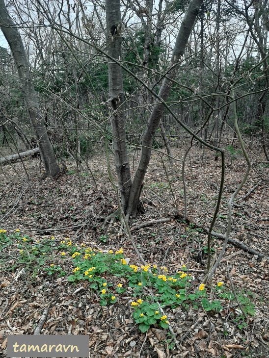 Калужница лесная (Caltha silvestris)