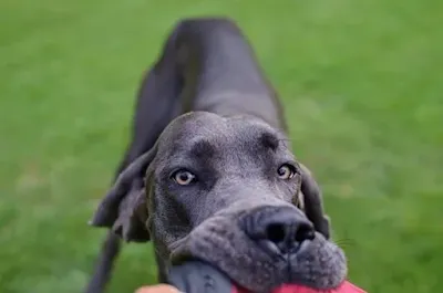 GREAT DANE