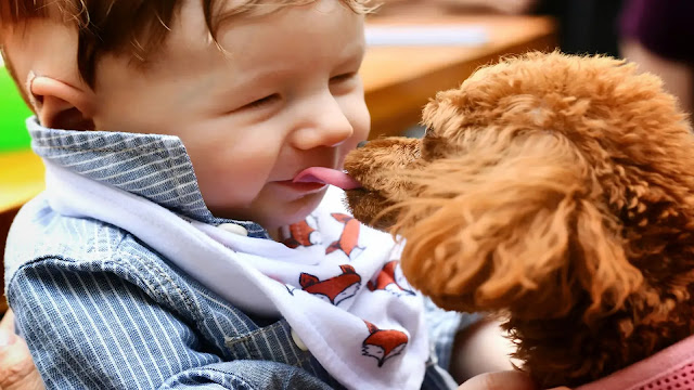 Dog Licking a Kid Face