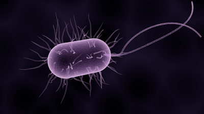 Macam-Macam Penggolongan Bakteri beserta Contohnya