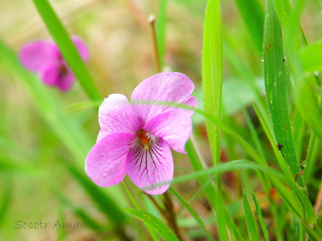 Viola rossii