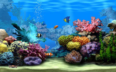 Free : Living Marine Aquarium 2 Animated Wallpaper