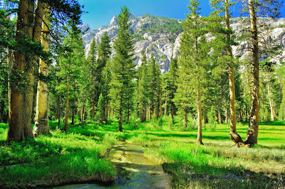 Paisaje de pinos en la montaña - Landscape