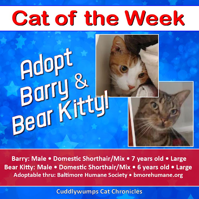 Adopt Barry & Bear Kitty!