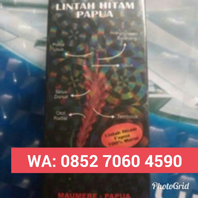 Toko Minyak Lintah Hitam Surabaya