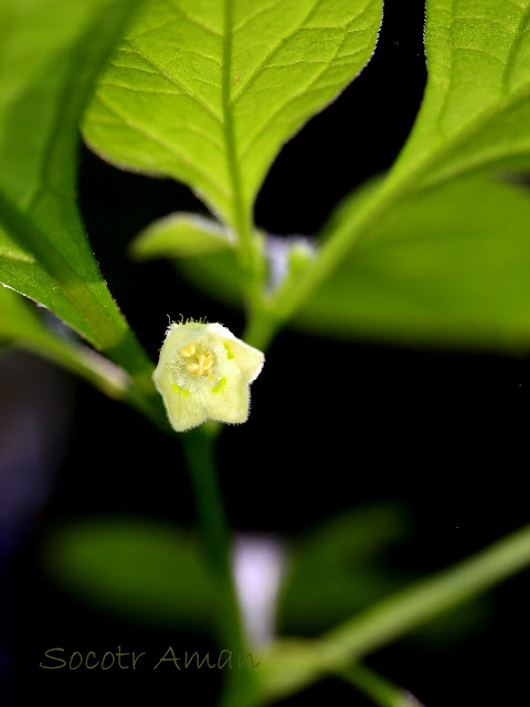 Tubocapsicum anomalum