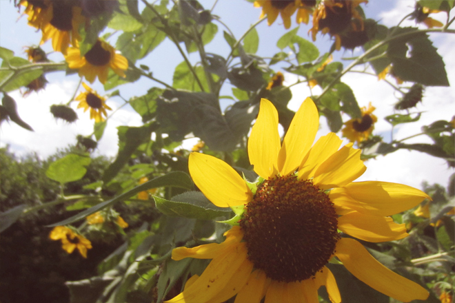 The Flying Clubhouse - Sunflowers in July