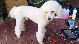 Harag Grooming Anjing Terdekat