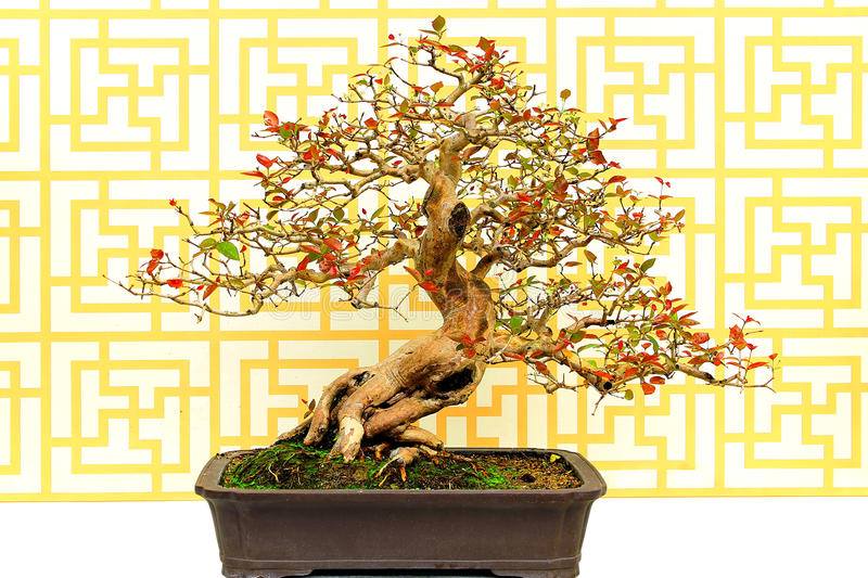 Inspirasi Gaya Bonsai Sianto atau Dewandaru