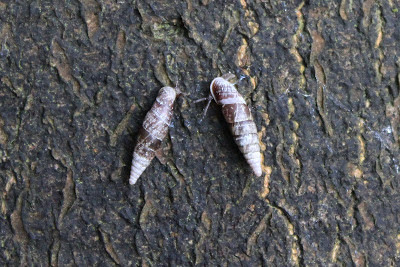 Vale Clausilia - - Clausilia bidentata