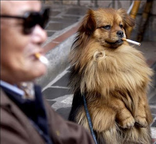 funny photo of dog smoking a cigarette