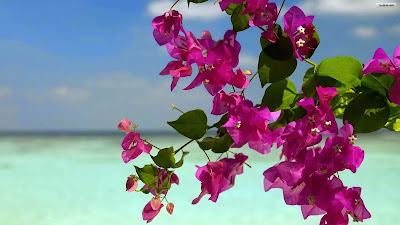 Summer flowers wallpaper