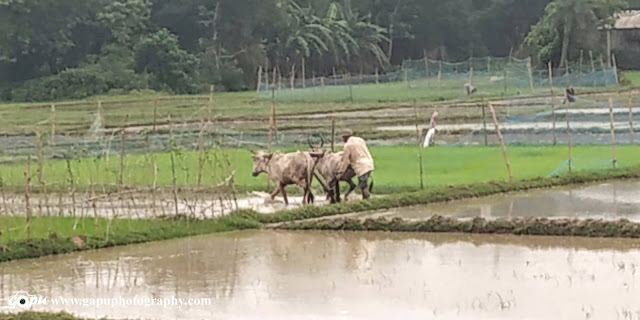 Indian Farming in Rain