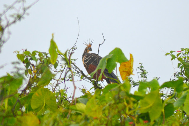 Guyane, marais de Kaw, Jal voyages, caïman, oiseaux