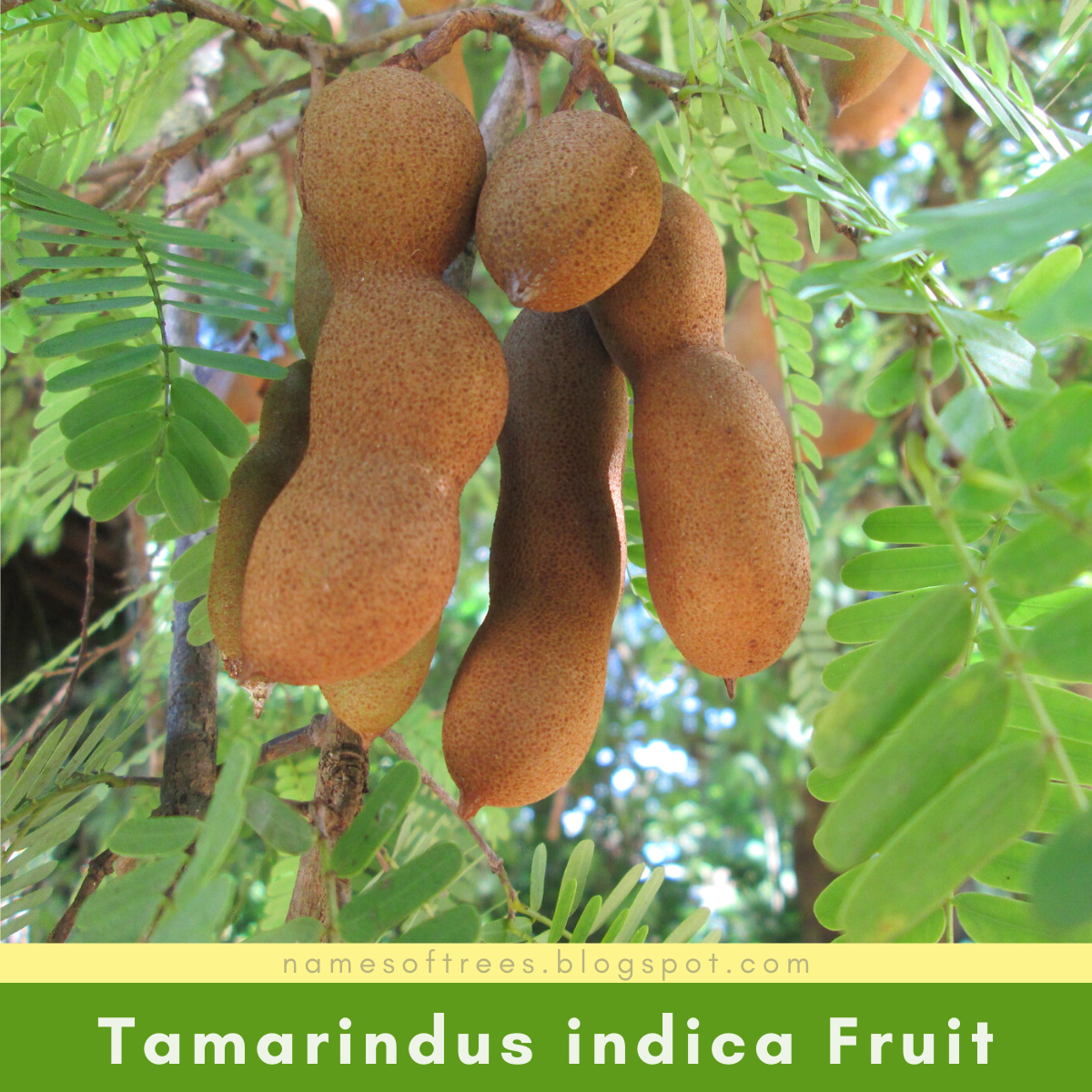 Characteristics Of Tamarind Tree Tamarindus Indica In The Wild Names Of Trees