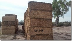 blythe.hay.2015