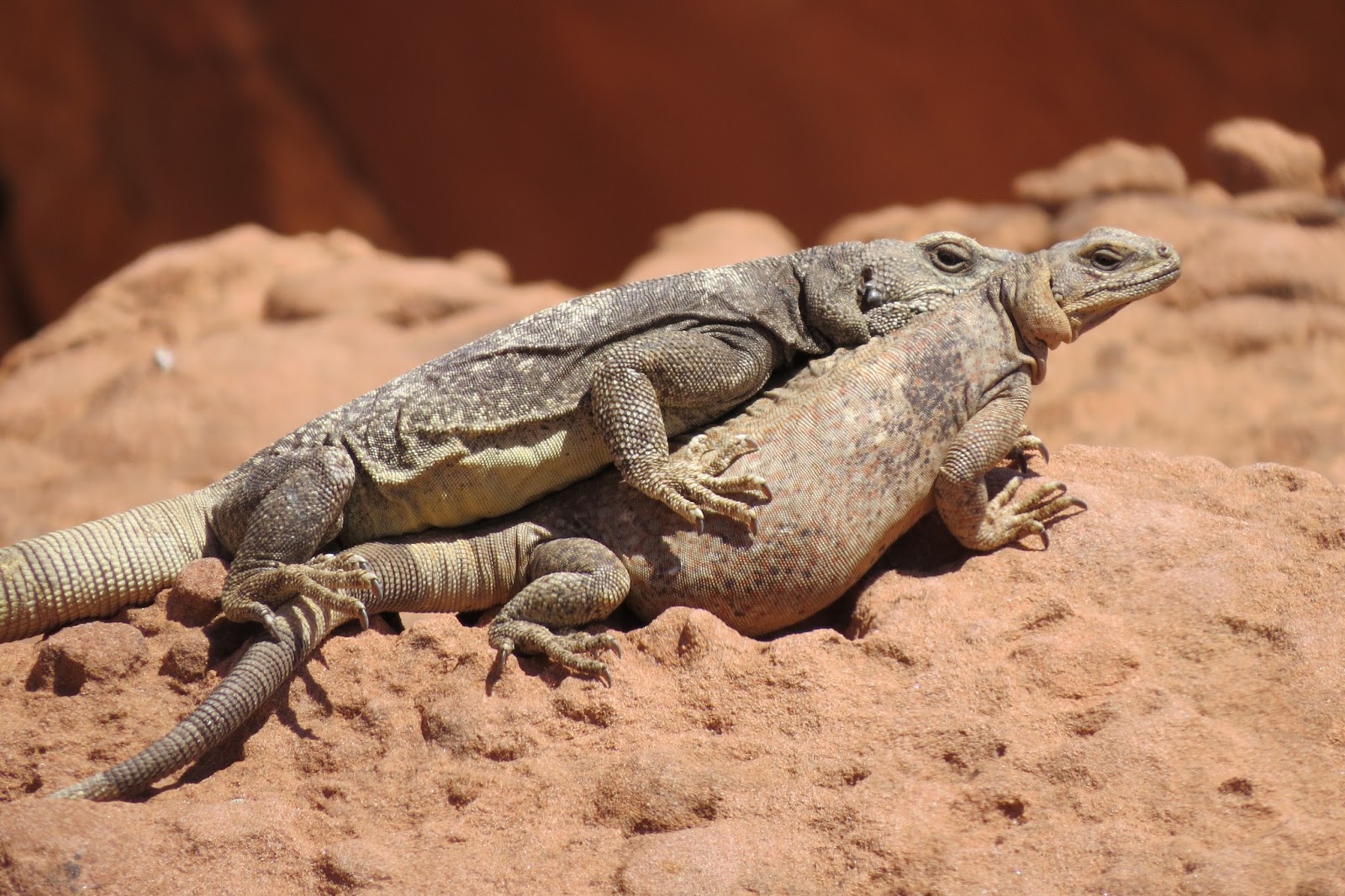 Valley of Fire State Park chuckwallas