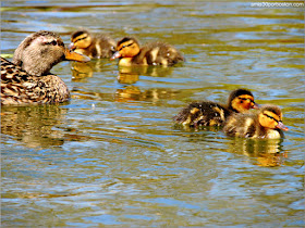 Familia de Patos en el Boston Public Garden