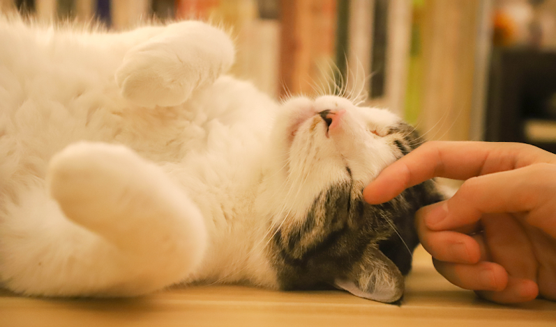 Why Do Cats Raise Their Butts When You Pet Them?