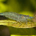 Caridina multidentata  - shrimp