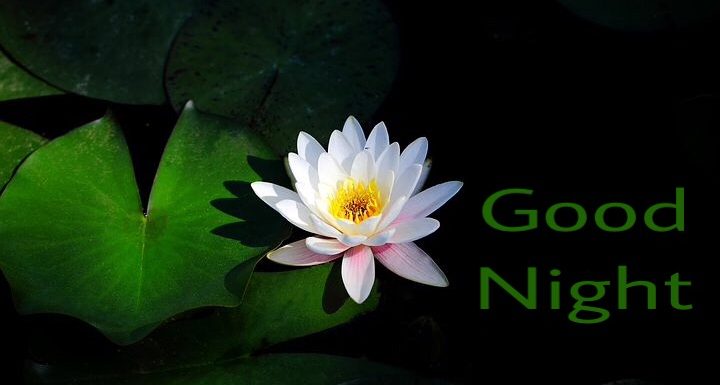 Beautiful Good Night Lotus Image