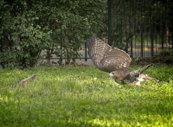 Fledgling red-tail chasing a squirrel