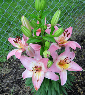 pink lillies