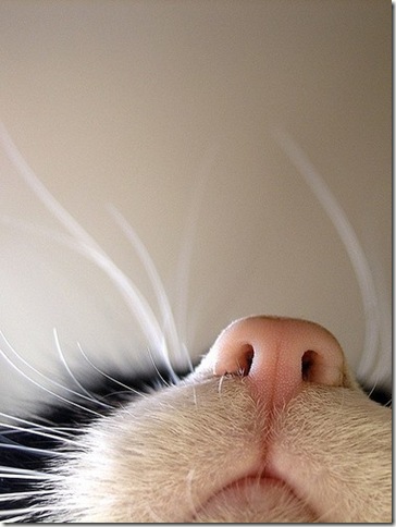 deniac_gato_focinho_sexta_delírio