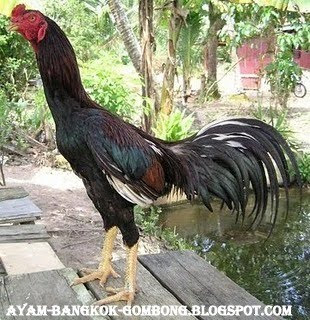 Ayam Aduan