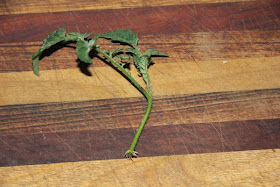 Tomato cuttings