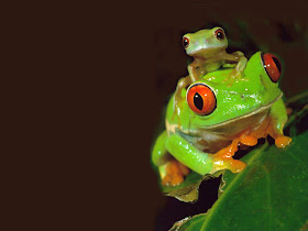 Funny Cute Little Frogs