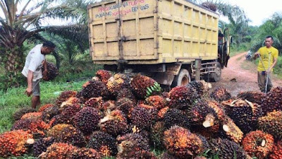 Ini Ternyata 3 Pemicu Rontoknya Harga Sawit Rakyat