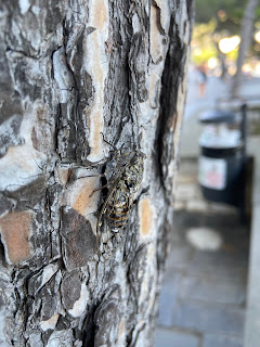 Cicada orni on pine tree  - Portovenere