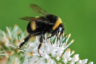 Scientists are consistently amazed at abilities creatures display, but they credit evolution, not the Creator. Bumblebees have an ability to learn.