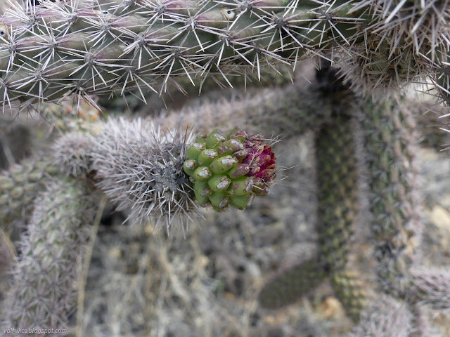 19: close up cholla branch