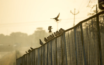 security fence