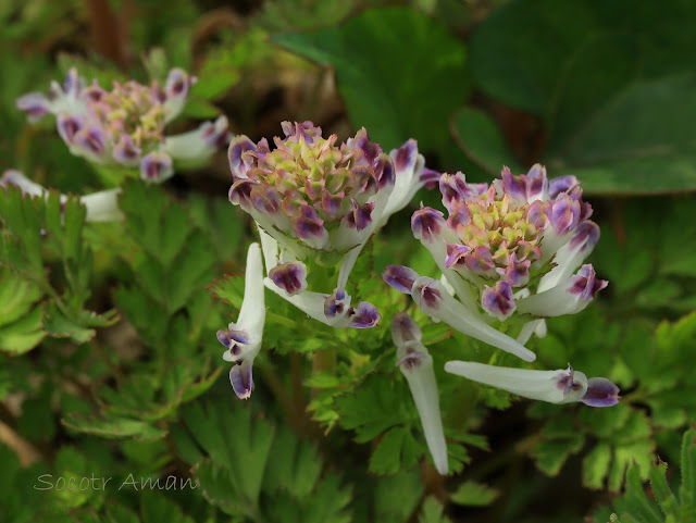 Corydalis incisa