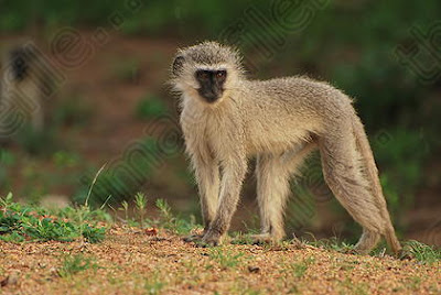 interactions between african mammals vervet