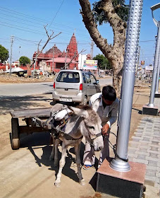 cart driven by a donkey