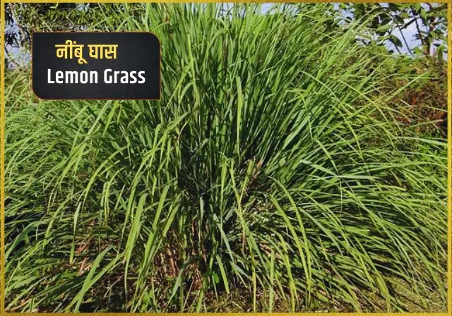 lemon grass herb in indian cooking