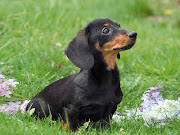 Best DOG breeds to keep when you are working 8 to 10 hours ~ Whats Up Human . (dachshund)