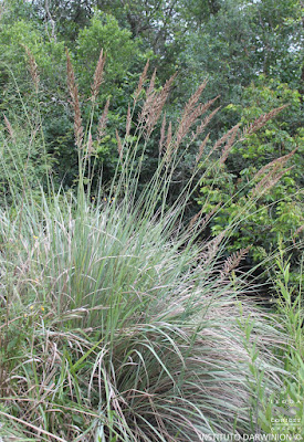 flora de los campos y malezales