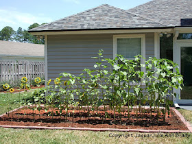 Sunflower Plants Prospering in the Ground May 17, 2013