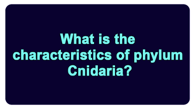 What is the characteristics of phylum Cnidaria?