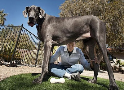 Meet Giant George, the World’s Tallest Dog