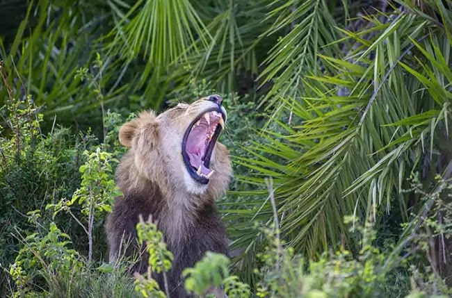 Lion Roars To Photographer, Then Smiles