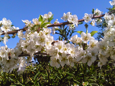 abejas polinizando flores de ciruelo